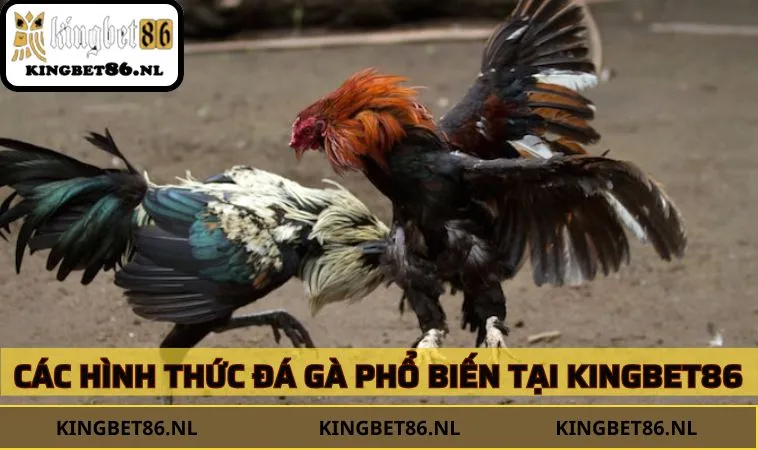 Các hình thức đá gà phổ biến tại KINGBET86