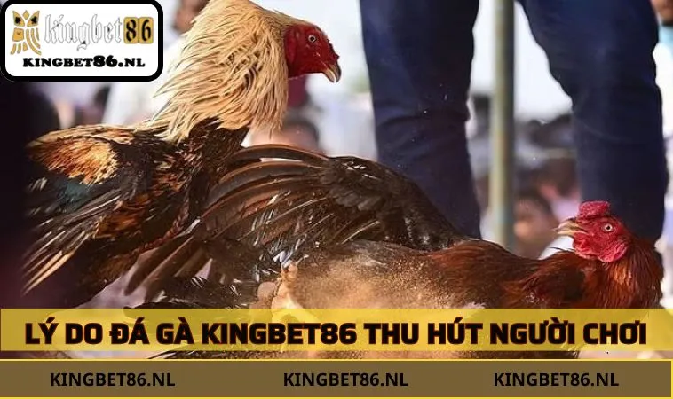 Lý do đá gà KINGBET86 thu hút đông đảo người chơi