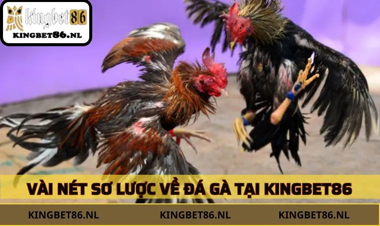 Vài nét sơ lược về đá gà tại KINGBET86
